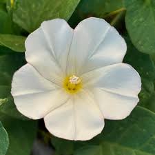 Attēlu rezultāti vaicājumam “Convolvulaceae”