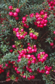 Attēlu rezultāti vaicājumam “Gaultheria cuneata”