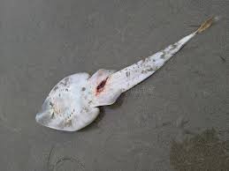 Image result for Rhinobatos rhinobatos