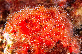 ผลการค้นหารูปภาพสำหรับ strawberry anemone