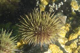 Image result for Strongylocentrotus droebachiensis