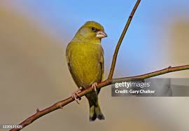 Attēlu rezultāti vaicājumam “Chloris chloris”