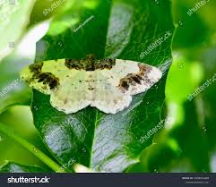 Attēlu rezultāti vaicājumam “Ligdia adustata”