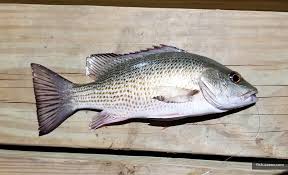 Image result for Lutjanus griseus