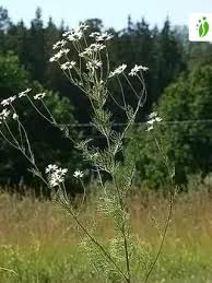 Attēlu rezultāti vaicājumam “Tripleurospermum inodorum flower”