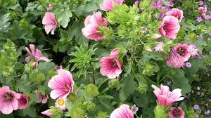 Image result for Malve