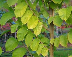 Attēlu rezultāti vaicājumam “Ulmus glabra leaf”