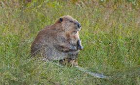 Image result for Beaver Sc