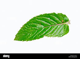 Attēlu rezultāti vaicājumam “Mentha x piperita”