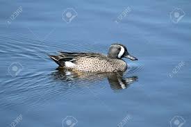 Image result for Anas discors