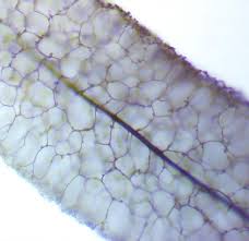 Attēlu rezultāti vaicājumam “Stemonitopsis amoena macro”