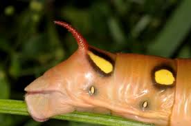 Attēlu rezultāti vaicājumam “Hyles gallii larva”