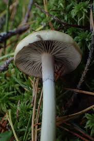 Attēlu rezultāti vaicājumam “Protostropharia alcis”