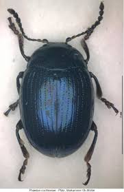 Attēlu rezultāti vaicājumam “Phaedon cochleariae”