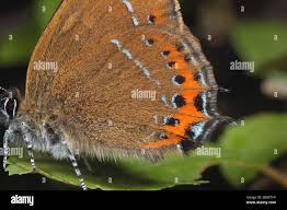 Attēlu rezultāti vaicājumam “Satyrium pruni”