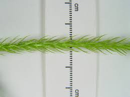 Attēlu rezultāti vaicājumam “Lycogala botrydium”