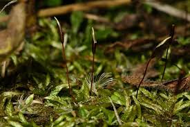 Attēlu rezultāti vaicājumam “Brachythecium albicans sporophyte”