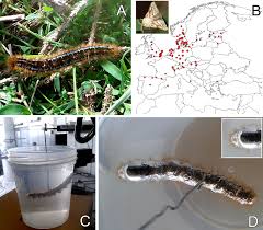 Attēlu rezultāti vaicājumam “Malacosoma castrensis larva”
