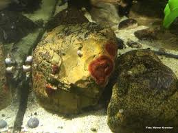 Attēlu rezultāti vaicājumam “Hildenbrandia rivularis”