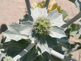 Attēlu rezultāti vaicājumam “Eryngium maritimum leaf”