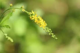 Attēlu rezultāti vaicājumam “Agrimonia pilosa flower”