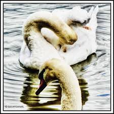 Attēlu rezultāti vaicājumam “Cygnus olor juvenile”