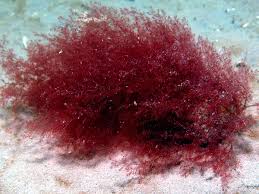 Attēlu rezultāti vaicājumam “Ceramium sp.”