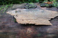 Attēlu rezultāti vaicājumam “Phlebia serialis”