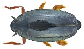 Attēlu rezultāti vaicājumam “Gyrinidae”