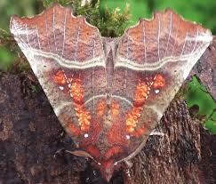Attēlu rezultāti vaicājumam “Scoliopteryx libatrix”