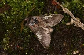 Attēlu rezultāti vaicājumam “Diloba caeruleocephala”