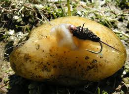 Attēlu rezultāti vaicājumam “Didymodon rigidulus sporophyte”