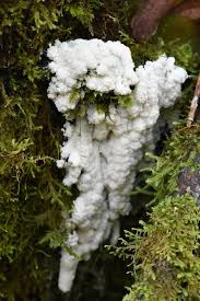 Attēlu rezultāti vaicājumam “Brefeldia maxima spores”