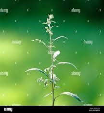 Attēlu rezultāti vaicājumam “Artemisia vulgaris bud”