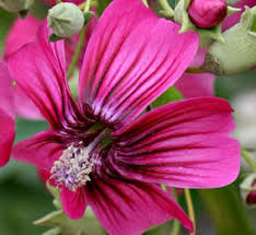 Attēlu rezultāti vaicājumam “Malva moschata alba flower”