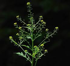 Attēlu rezultāti vaicājumam “Rorippa sylvestris leaf”