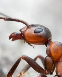 Attēlu rezultāti vaicājumam “Formica rufa imago”