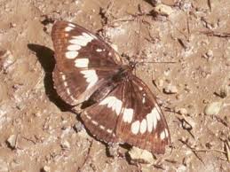 Attēlu rezultāti vaicājumam “Limenitis camilla upperside”