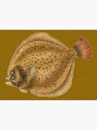 Image result for Scophthalmus maximus