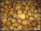 The World of Gourds