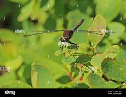 Attēlu rezultāti vaicājumam “Leucorrhinia dubia”