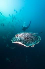 Image result for Exe To Sea Diving