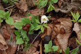 Attēlu rezultāti vaicājumam “Dumontinia tuberosa”