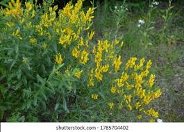 Image result for Genista tinctoria