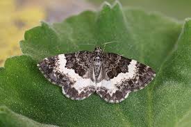 Attēlu rezultāti vaicājumam “Spargania luctuata”