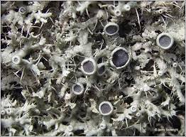 Attēlu rezultāti vaicājumam “Physcia tenella”