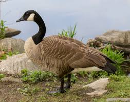 Attēlu rezultāti vaicājumam “Branta canadensis”