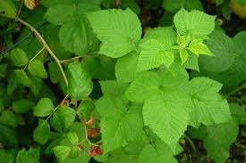 Attēlu rezultāti vaicājumam “Rubus idaeus”