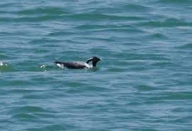 Image result for Synthliboramphus antiquus