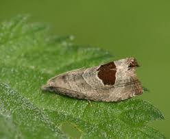 Attēlu rezultāti vaicājumam “Notocelia uddmanniana”